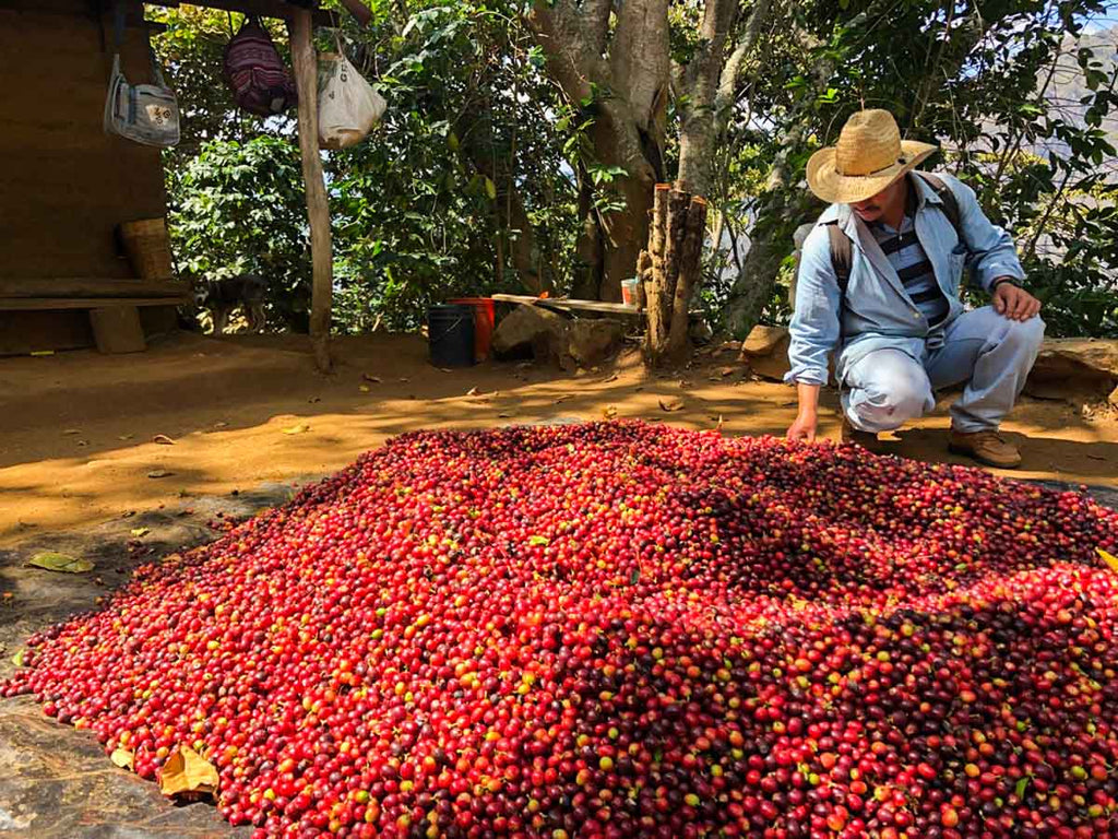 oaxaca coffee sicobi nanixhe sustainable harvest